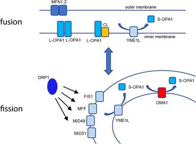 Mitochondrial OMA1 and OPA1 as Gatekeepers of Organellar Structure/Function and Cellular Stress Response